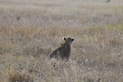 DSC_3910 (Large).JPG